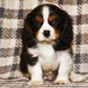 Cavalier King Charles puppies for sale