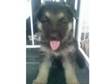 german shepherd pups. 1 boy and 1 girl left ready to go....