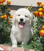 Golden Retriever Puppies for lovely home