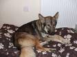 Husky/German Sheppard. FREE TO A GOOG HOME. Lovely....