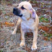 Christmas Puggle Puppies ready now