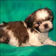 Wow Exotic Shih Tzu Puppies ready for lovely and caring homes