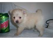 New Pomeranian puppies for X-mas homes