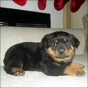 Rottweiler Puppies Ready for that home full of love care and attentio