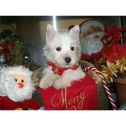 Snow West Highland White Terrier - Westie puppies