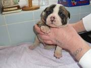 bulldog puppies for sale