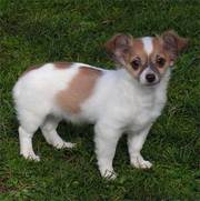 sweet female chihuahua puppy for you