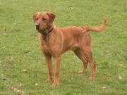 Labrador Stud Dog