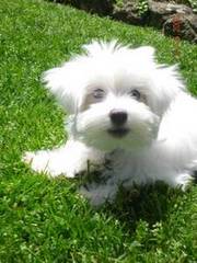 Male & Female Maltese pups