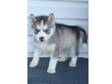 Still Available Siberian Husky For X Mas. Still....