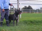 Cane Corso (Italian Mastiff) cross bulldog