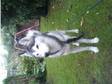 Male Siberian Husky for sale 350 (Gloucester). Beautiful....