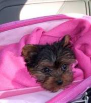 Teacup Yorkie,  female KC 2lbs