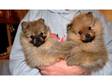 fox faced pomeraranian puppys