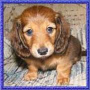 Dachshund Puppies for Sale