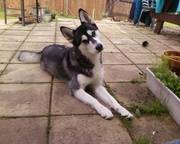 Alaskan Malamute Bitch 22 Months Old KC reg 5 Gen Cert - £450