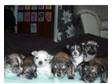 Pedigree (RARE BLUE) Long Haired Chihuahua's. Pedigree....