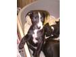 Whippet Puppies Kc Reg