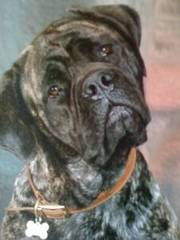 Mastiff