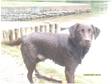 Chocolate Labrador Stud