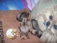 Pure bred pomeranian pups. My KC reg poms have produced....