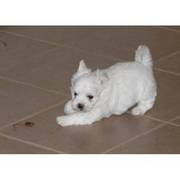 Tiny Toy Maltese Male-KC