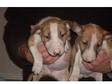 English bull terrier pups Kc reg Nice chunky pups red....