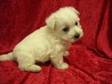 West Highland White Terrier Puppies for sale