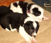 Border Collie Puppies