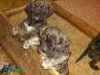 presa canarios exelent litter big chunky pups exelent