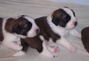 Beatiful Saint Bernard Puppies