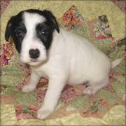 Jack Russell Terrier puppies for sale