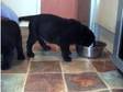 Hurry Last Stunning Male Labrador Retriever pup 1 Left....