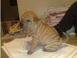 Shar Pei for sale. 2 beautiful shar pei puppies....