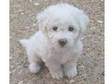 Bichon Frise Boys and girls,  lovely family pets,  vet....