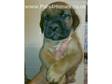 Bordeaux X Mastiff Puppies