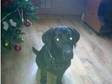 black lab for sale kc reg 4 months £450. i have a black....