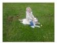 english bull terrier for sale excellent pedigree. hi im....