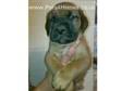 Bordeaux X Mastiff Puppies. A superb litter of....