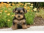 yorkie puppies available EMAIL ME ON (kenowen14@ovi.com)