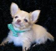 Chihuahua puppies ( williamsdawrson1@ymail.com)