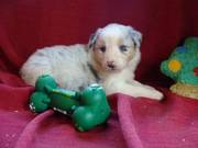 Australian Shepherds puppies