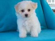 GORGEOUS KC BICHON Frises Puppies