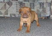 Dogue De Bordeaux Puppies For Decent Homes