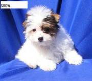 White gorgeous Yorki for sale asap