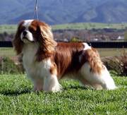 Special Breed cavalier king Charles spaniel male for sale