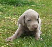 Weimaraner puppies for sale