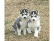 nice female and male Siberian Husky Puppies for Adoption