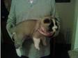 last pup left. we akita female 5 weeks old beautiful we....