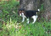 Beagles puppies for sale